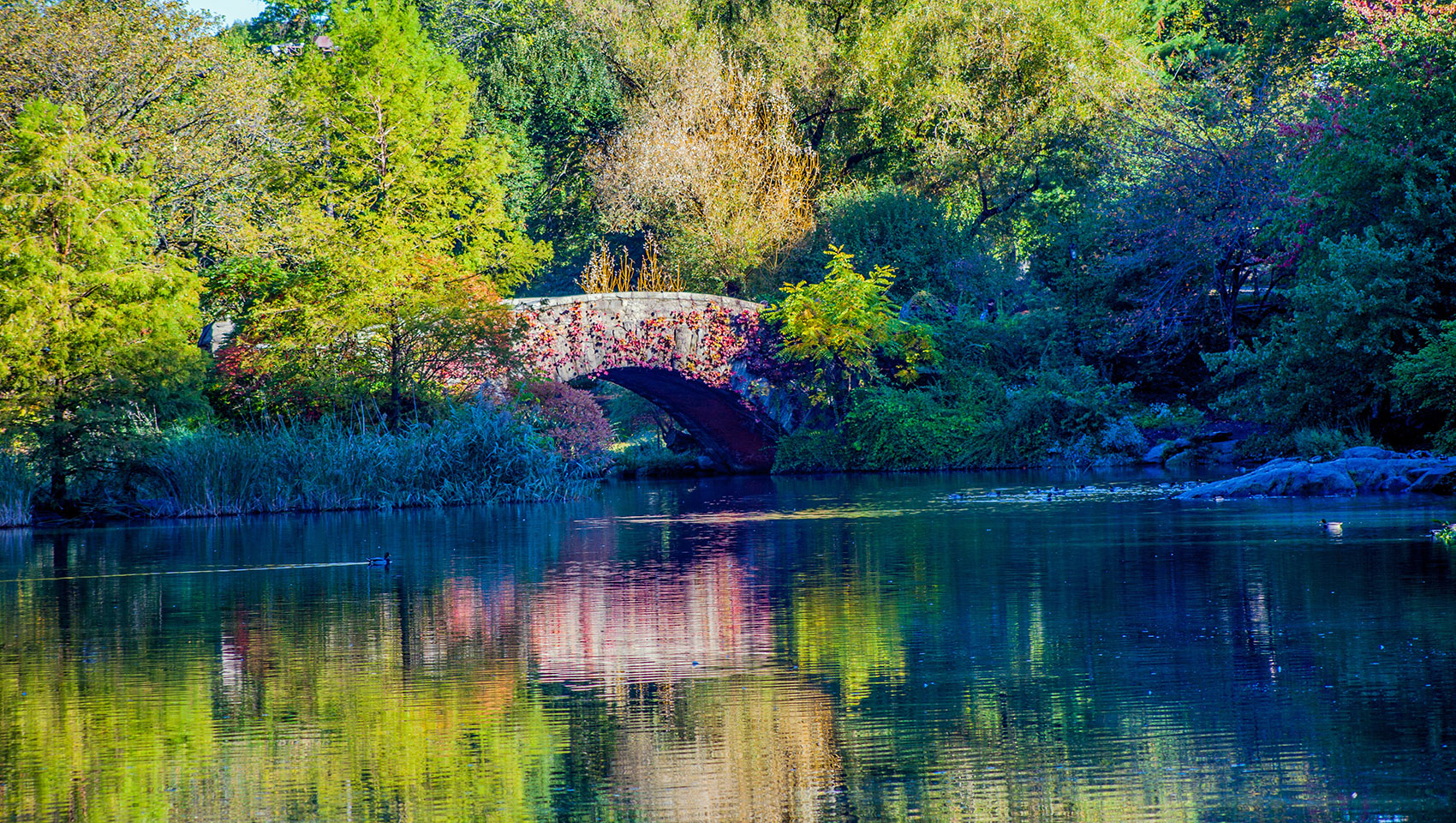 Bridge in central park
